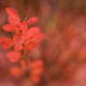 Illustration for article titled Shooting Challenge Fall Leaves Gallery 7
